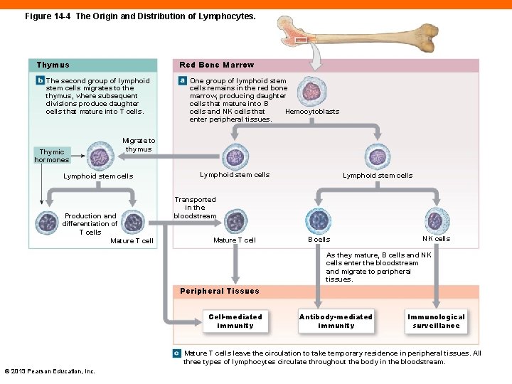 Figure 14 -4 The Origin and Distribution of Lymphocytes. Thymus Red Bone Marrow The