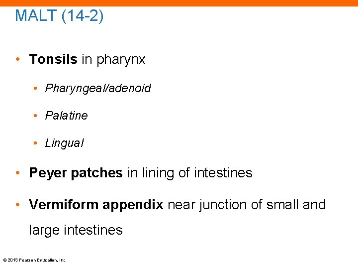 MALT (14 -2) • Tonsils in pharynx • Pharyngeal/adenoid • Palatine • Lingual •