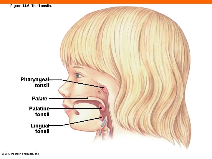 Figure 14 -5 The Tonsils. Pharyngeal tonsil Palate Palatine tonsil Lingual tonsil © 2013