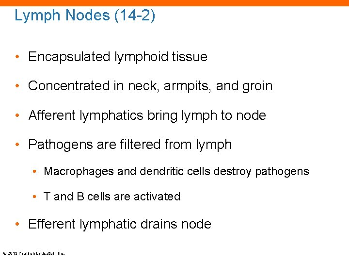 Lymph Nodes (14 -2) • Encapsulated lymphoid tissue • Concentrated in neck, armpits, and