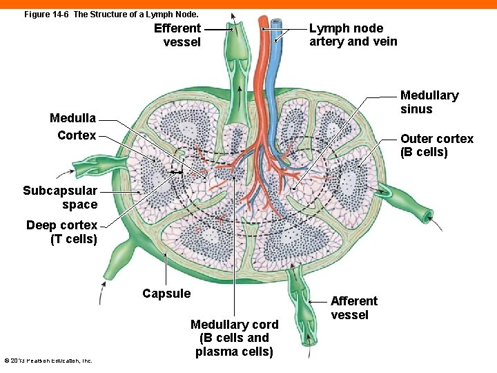 Figure 14 -6 The Structure of a Lymph Node. Efferent vessel Lymph node artery