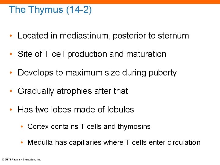 The Thymus (14 -2) • Located in mediastinum, posterior to sternum • Site of