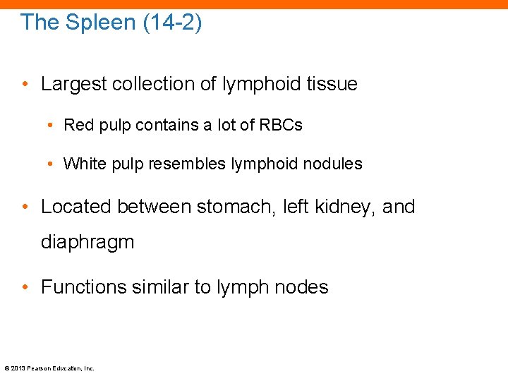 The Spleen (14 -2) • Largest collection of lymphoid tissue • Red pulp contains