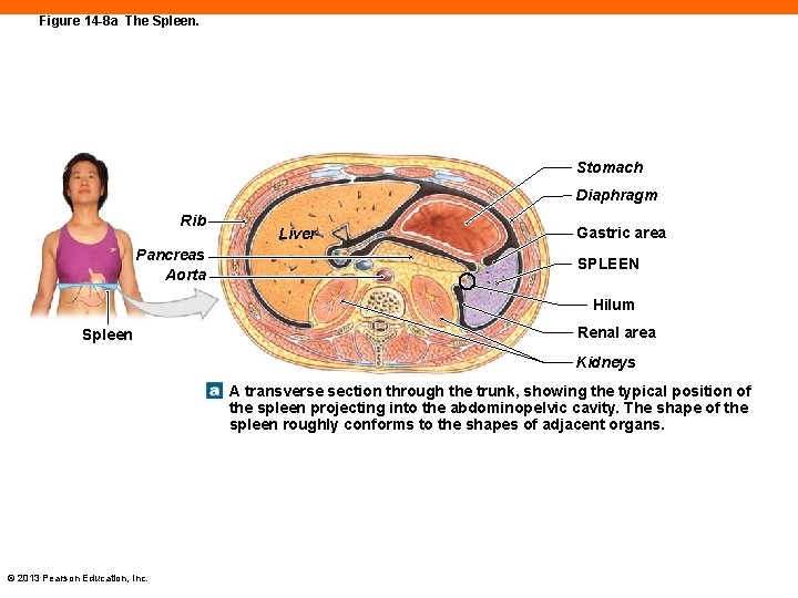 Figure 14 -8 a The Spleen. Stomach Diaphragm Rib Pancreas Aorta Liver Gastric area