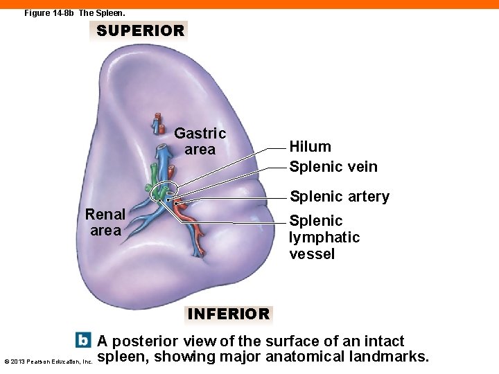 Figure 14 -8 b The Spleen. SUPERIOR Gastric area Hilum Splenic vein Splenic artery