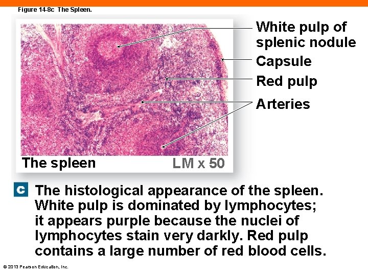 Figure 14 -8 c The Spleen. White pulp of splenic nodule Capsule Red pulp
