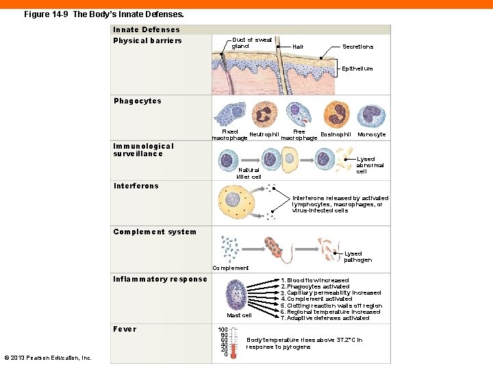 Figure 14 -9 The Body’s Innate Defenses Physical barriers Duct of sweat gland Hair