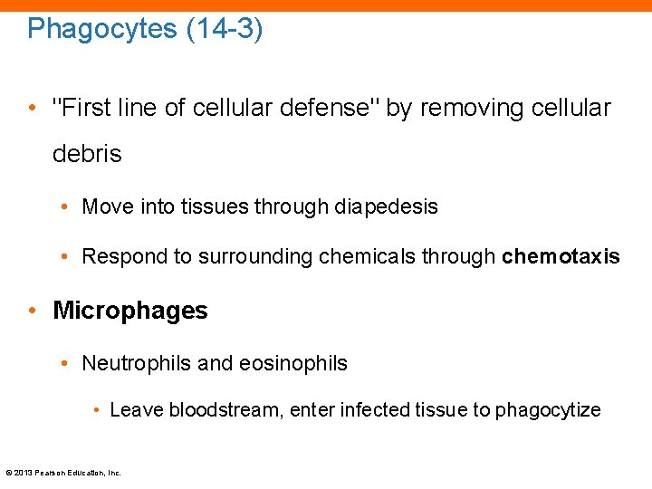 Phagocytes (14 -3) • "First line of cellular defense" by removing cellular debris •