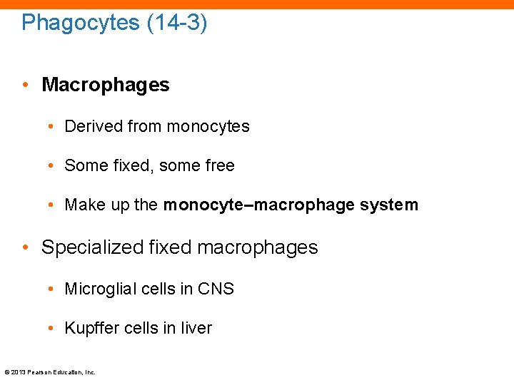 Phagocytes (14 -3) • Macrophages • Derived from monocytes • Some fixed, some free