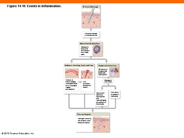 Figure 14 -10 Events in Inflammation. Tissue Damage Chemical change in interstitial fluid Mast