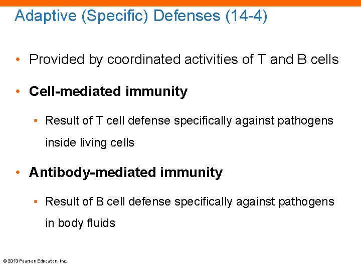 Adaptive (Specific) Defenses (14 -4) • Provided by coordinated activities of T and B