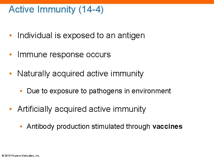 Active Immunity (14 -4) • Individual is exposed to an antigen • Immune response