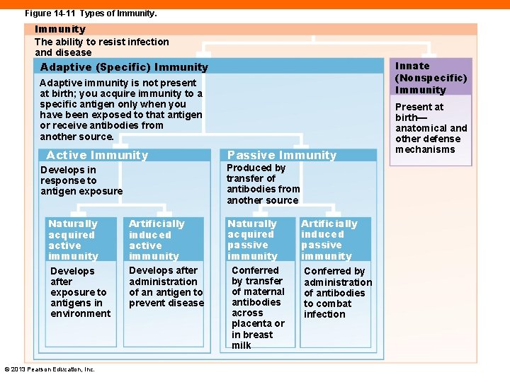 Figure 14 -11 Types of Immunity The ability to resist infection and disease Innate