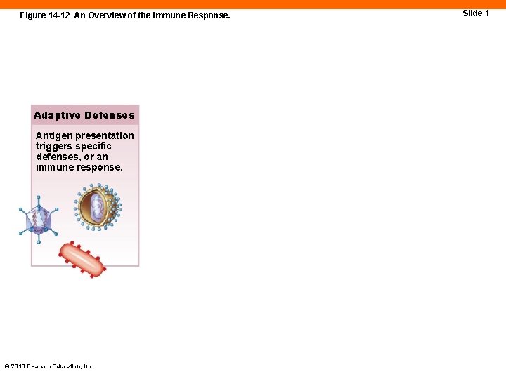 Figure 14 -12 An Overview of the Immune Response. Adaptive Defenses Antigen presentation triggers