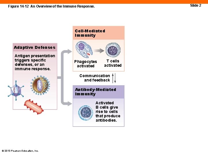 Slide 2 Figure 14 -12 An Overview of the Immune Response. Cell-Mediated Immunity Adaptive