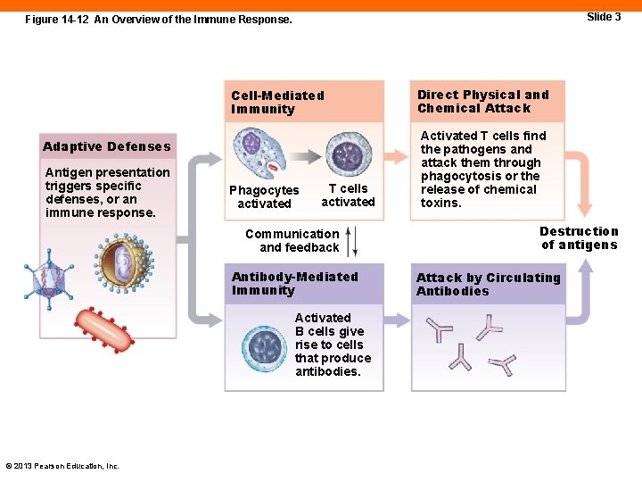 Slide 3 Figure 14 -12 An Overview of the Immune Response. Cell-Mediated Immunity Adaptive