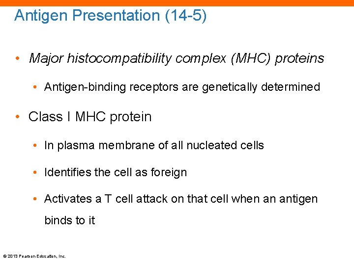 Antigen Presentation (14 -5) • Major histocompatibility complex (MHC) proteins • Antigen-binding receptors are