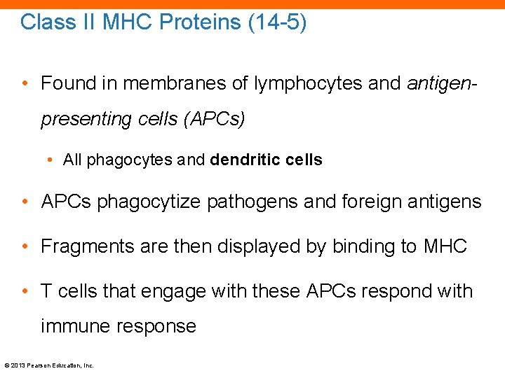 Class II MHC Proteins (14 -5) • Found in membranes of lymphocytes and antigenpresenting