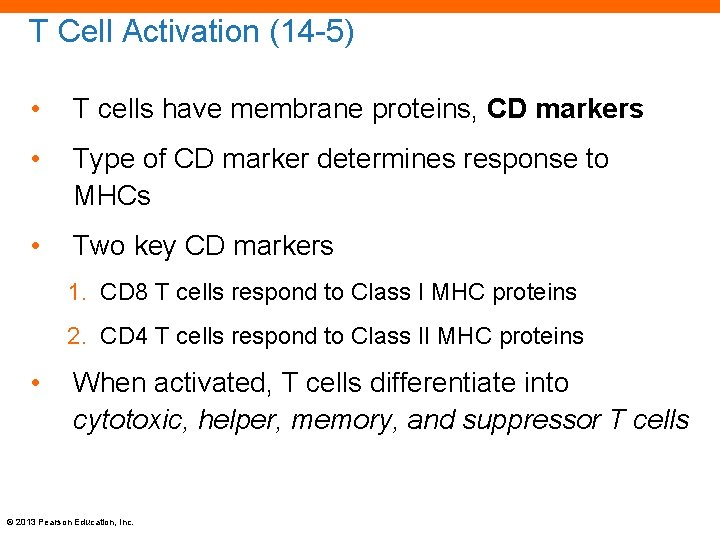 T Cell Activation (14 -5) • T cells have membrane proteins, CD markers •