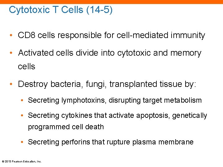 Cytotoxic T Cells (14 -5) • CD 8 cells responsible for cell-mediated immunity •