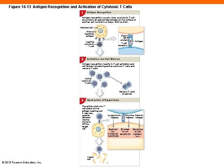 Figure 14 -13 Antigen Recognition and Activation of Cytotoxic T Cells Antigen Recognition Antigen