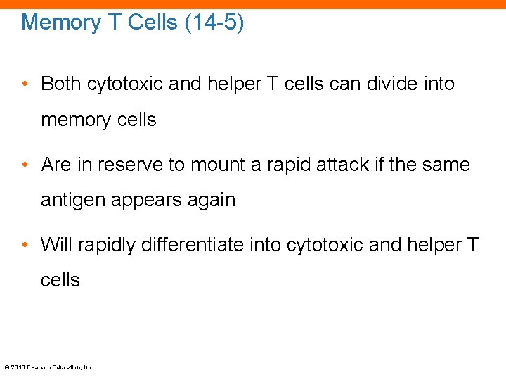 Memory T Cells (14 -5) • Both cytotoxic and helper T cells can divide