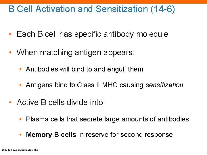 B Cell Activation and Sensitization (14 -6) • Each B cell has specific antibody