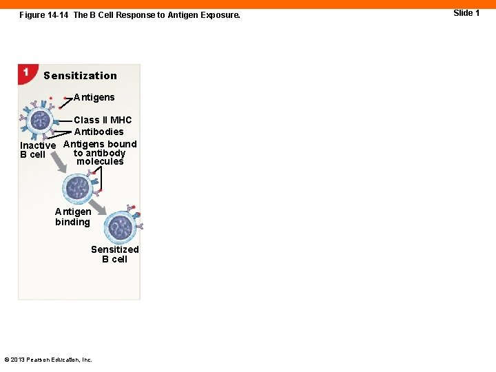 Figure 14 -14 The B Cell Response to Antigen Exposure. Sensitization Antigens Class II