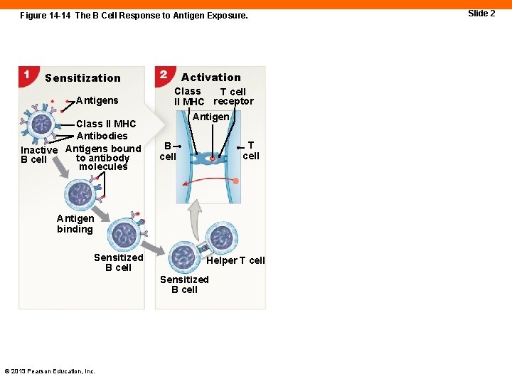 Figure 14 -14 The B Cell Response to Antigen Exposure. Activation Sensitization Antigens Class