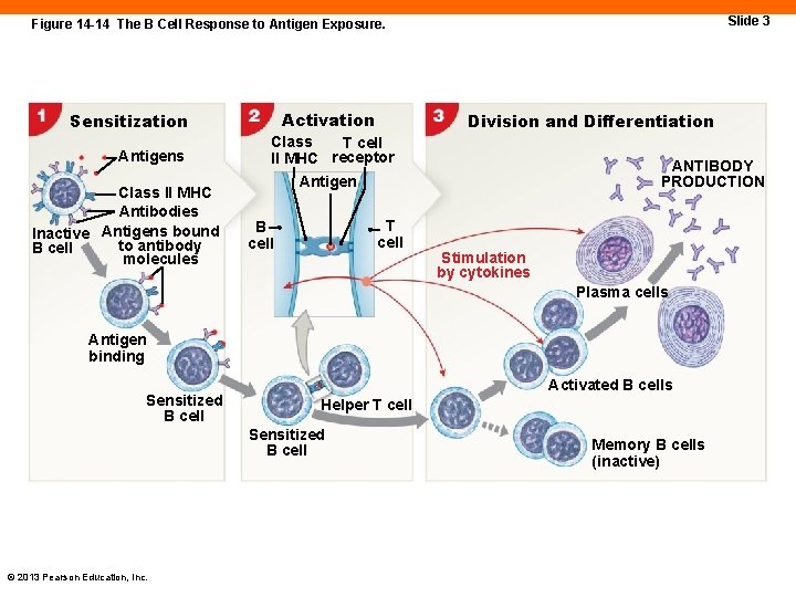 Slide 3 Figure 14 -14 The B Cell Response to Antigen Exposure. Activation Sensitization