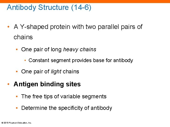 Antibody Structure (14 -6) • A Y-shaped protein with two parallel pairs of chains