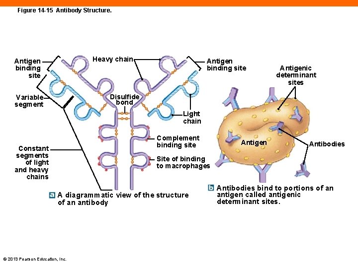 Figure 14 -15 Antibody Structure. Heavy chain Antigen binding site Antigenic determinant sites Disulfide