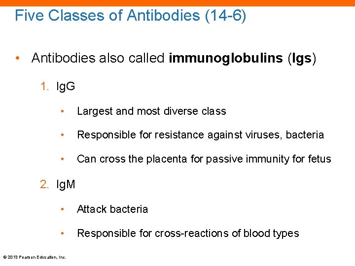 Five Classes of Antibodies (14 -6) • Antibodies also called immunoglobulins (Igs) 1. Ig.