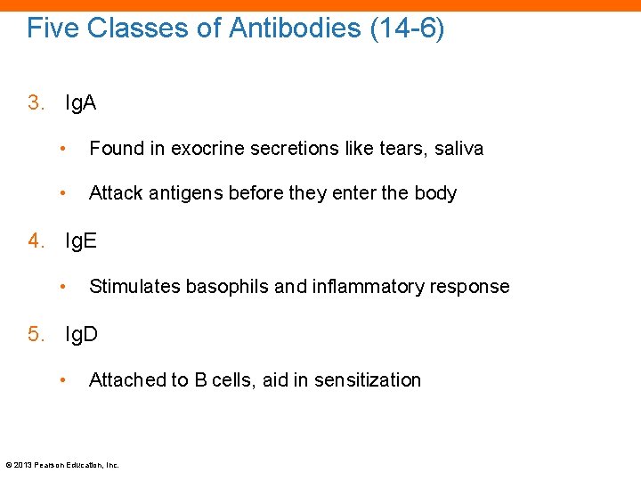 Five Classes of Antibodies (14 -6) 3. Ig. A • Found in exocrine secretions