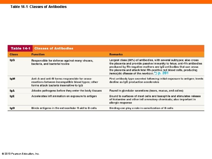 Table 14 -1 Classes of Antibodies © 2013 Pearson Education, Inc. 