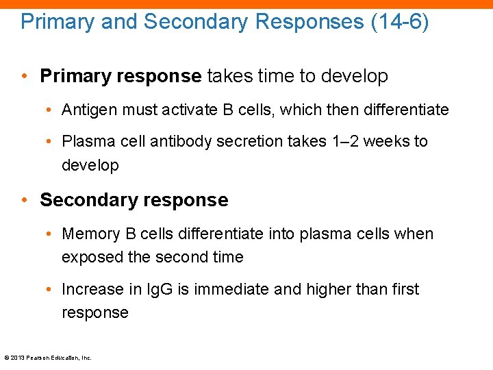 Primary and Secondary Responses (14 -6) • Primary response takes time to develop •