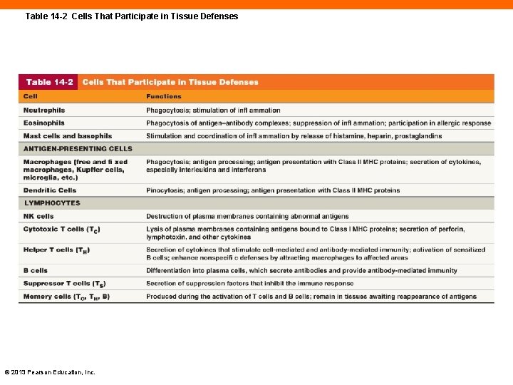 Table 14 -2 Cells That Participate in Tissue Defenses © 2013 Pearson Education, Inc.