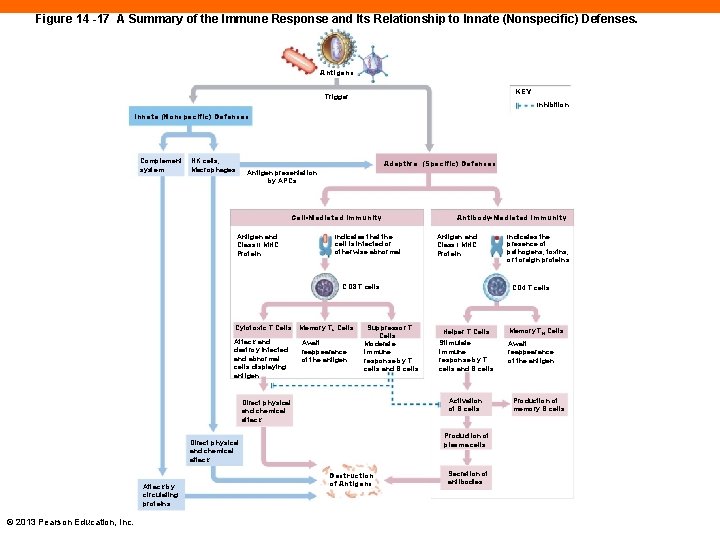 Figure 14 -17 A Summary of the Immune Response and Its Relationship to Innate