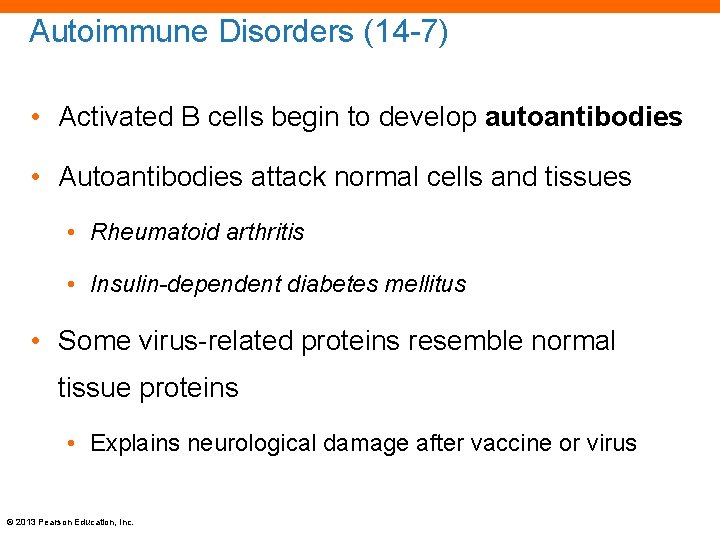 Autoimmune Disorders (14 -7) • Activated B cells begin to develop autoantibodies • Autoantibodies