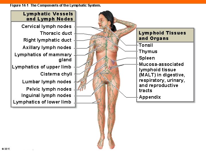 Figure 14 -1 The Components of the Lymphatic System. Lymphatic Vessels and Lymph Nodes