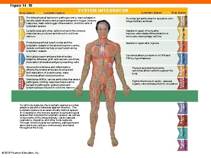 Figure 14 -18 SYSTEM INTEGRATOR Lymphatic System Body System Provides physical barriers to pathogen