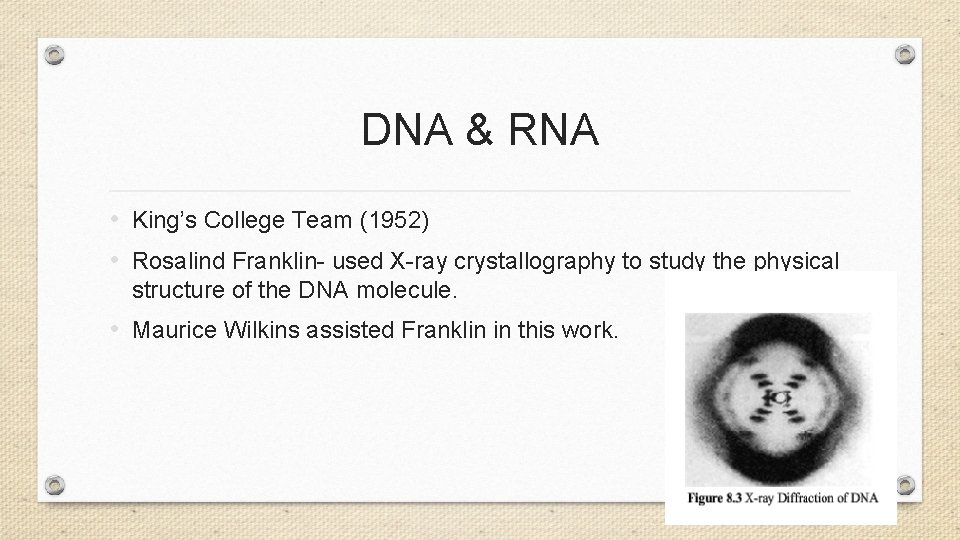 DNA & RNA • King’s College Team (1952) • Rosalind Franklin- used X-ray crystallography