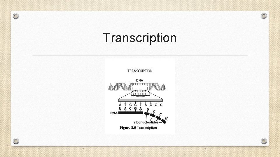 Transcription 