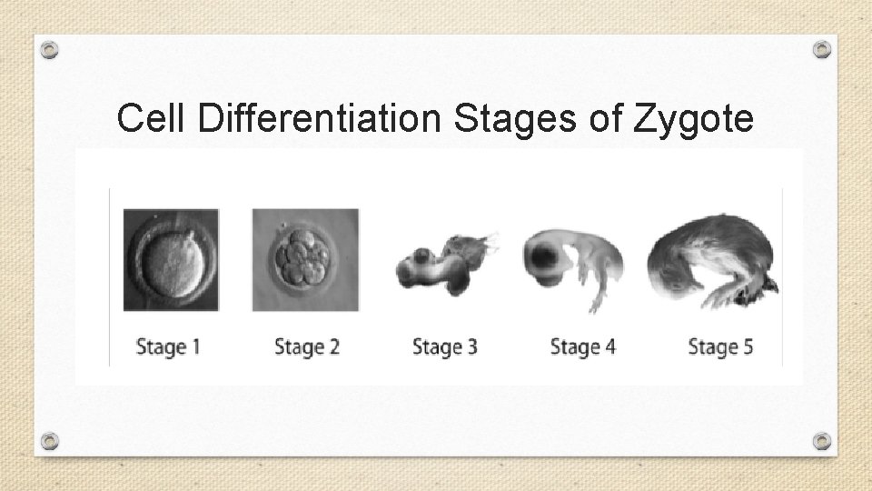 Cell Differentiation Stages of Zygote 