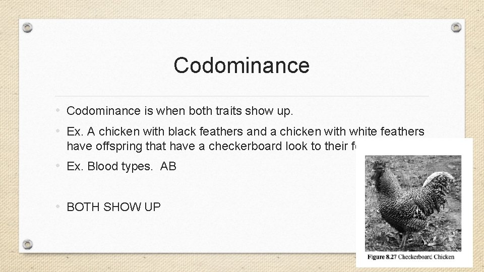 Codominance • Codominance is when both traits show up. • Ex. A chicken with