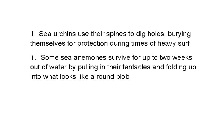 ii. Sea urchins use their spines to dig holes, burying themselves for protection during