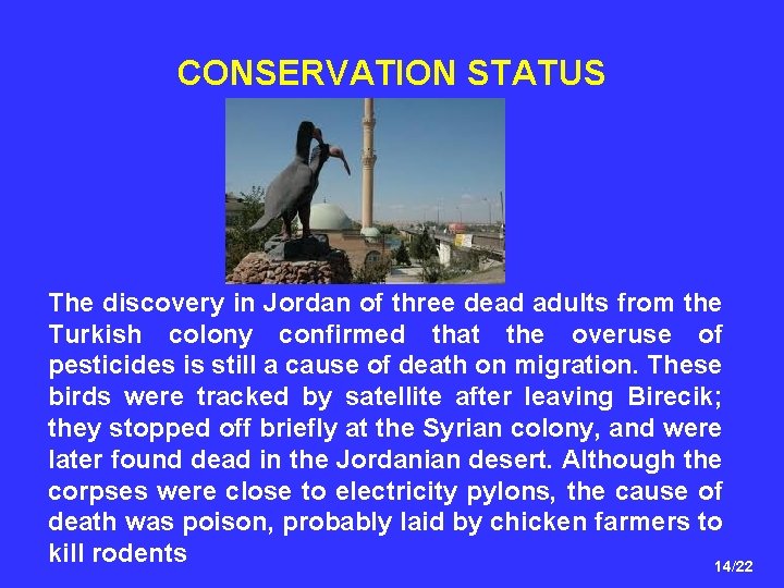 CONSERVATION STATUS The discovery in Jordan of three dead adults from the Turkish colony