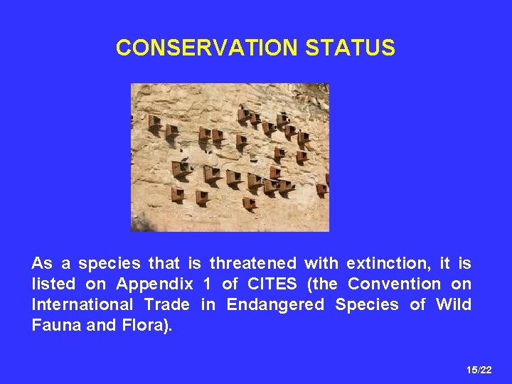 CONSERVATION STATUS As a species that is threatened with extinction, it is listed on