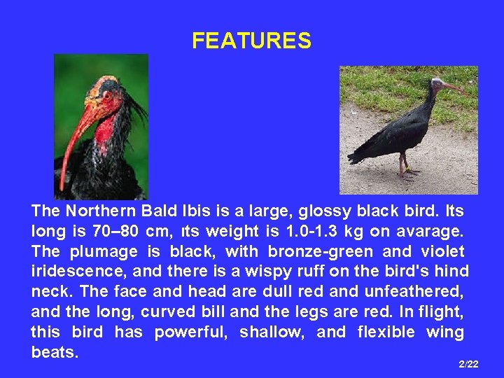 FEATURES The Northern Bald Ibis is a large, glossy black bird. Its long is