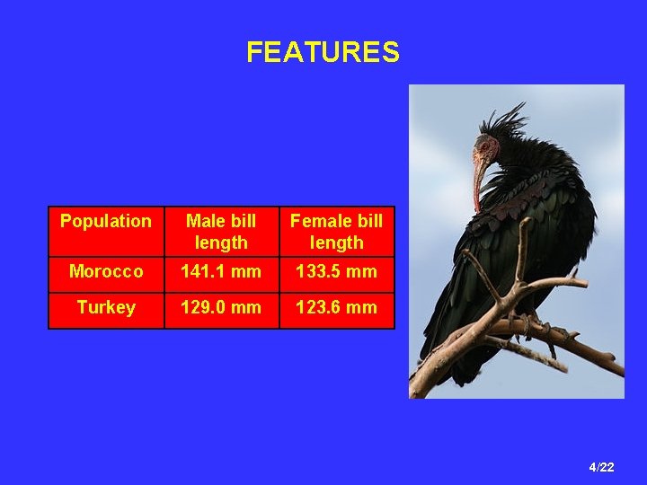 FEATURES Population Male bill length Female bill length Morocco 141. 1 mm 133. 5